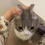 ! Xone/100%￣へ￣