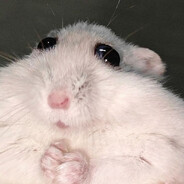 MisterHamster