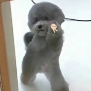 莆田第一打几把