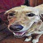 butter dawg's avatar