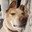 Dogman
