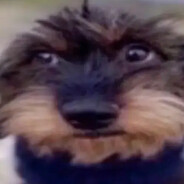 dresor de caini si fraieri