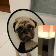 dao dao love playing CS