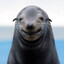 Deixa a Foca Pensar