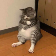 没有归宿却很酷