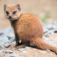 Mangoost
