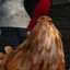 The chicken is not amused
