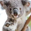 MegaKoala