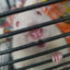 Rlim the Happy Rat