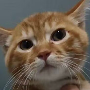 哈基米大狗嚼嚼嚼