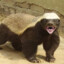 Honey badger