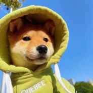 爱吃鱼香肉丝盖饭