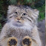 Manul