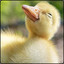 What_Up_Duck