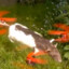 Dead Ibis