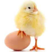 小鸡