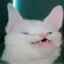 Bongo