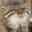 PsykoCat