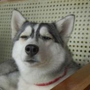 放开那河道符让我来