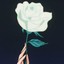 white rose