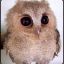 [SSL] Owl