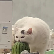 臭屁鸭鸭鸭鸭呀