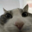 BrunostEnjoyer