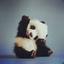 Panda sykes bvb