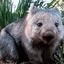 willy the wombat