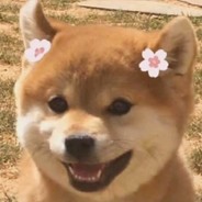 闭家锁的猫500+-