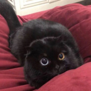 新帅集团  李成阳