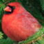 Fat Ass Red Bird