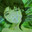 Lain avatar