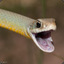 hiss hiss this is snek