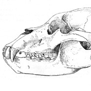 Burrburr
