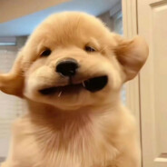 你伤到我了丫头.