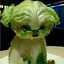 Cabbage