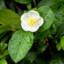 The leaf of Camellia sinensis