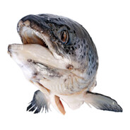 Laks og hva som skjer