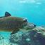 the terrible fishdog
