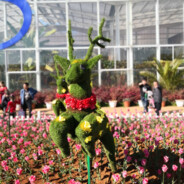 我爱疯疯癫癫的牛