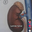 Lamine Yamal
