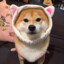 Shiba