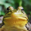 Frogfacet