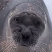 The Fish of Agony and Despair