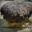 A_Stromatolite