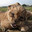 damdo-