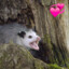 Cykes