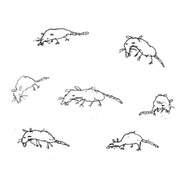 Glorp