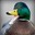 the duck avatar